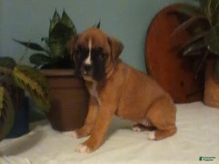 Boxer dogs Boxer Puppy 3 - Ad 18