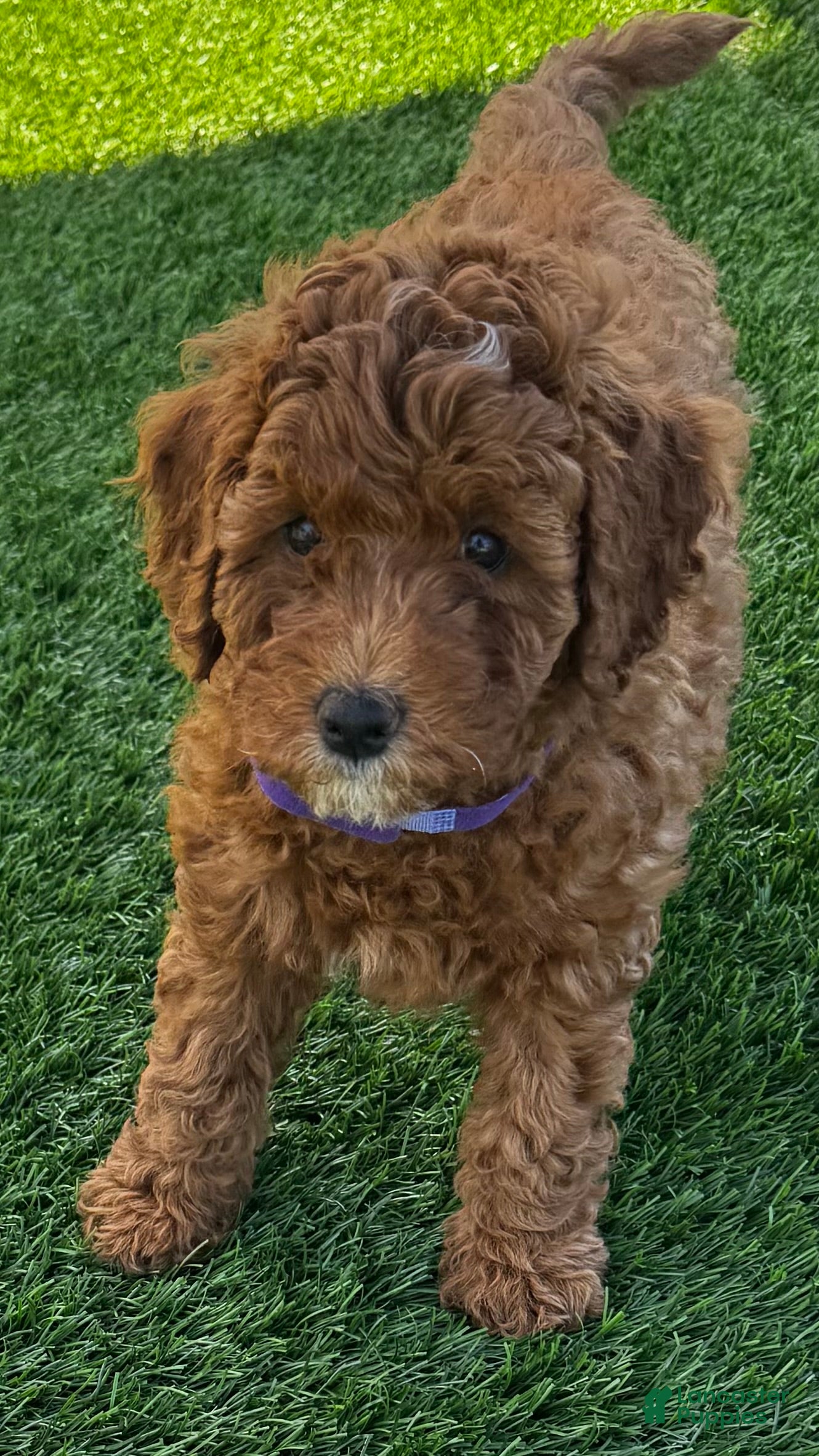 Mini Goldendoodle dogs for sale: Pumpkin - Ad 1