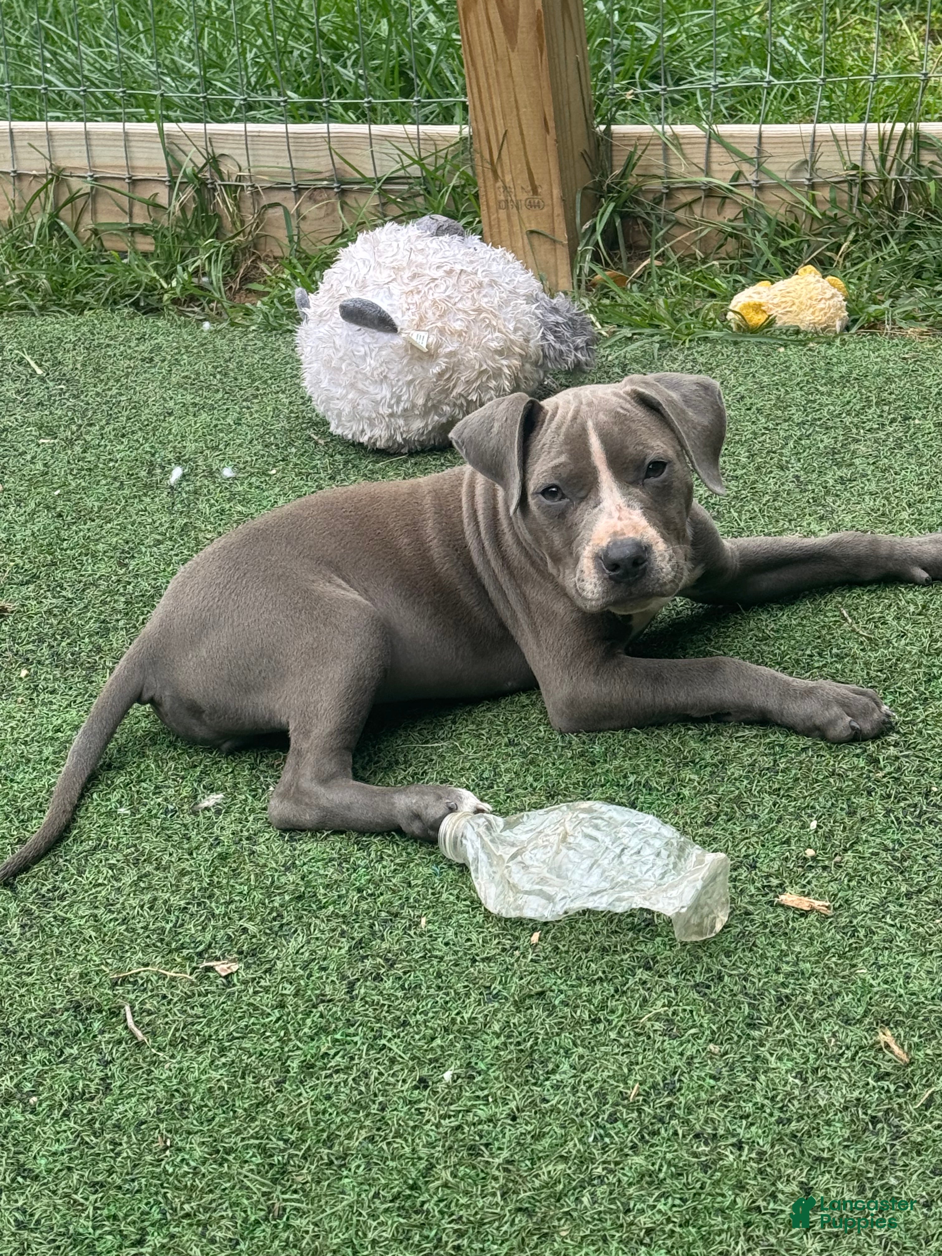 American Pit Bull Terrier