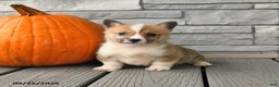 Welsh Corgi Pembroke dogs for sale: Cinnamon - Ad 1