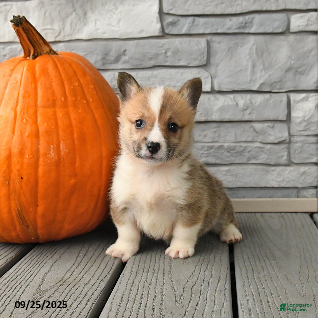Welsh Corgi Pembroke dogs for sale: Cinnamon - Ad 1
