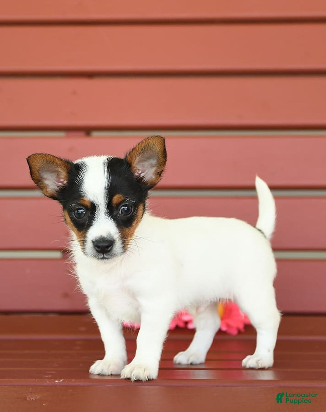 Gallery Image {{count}}