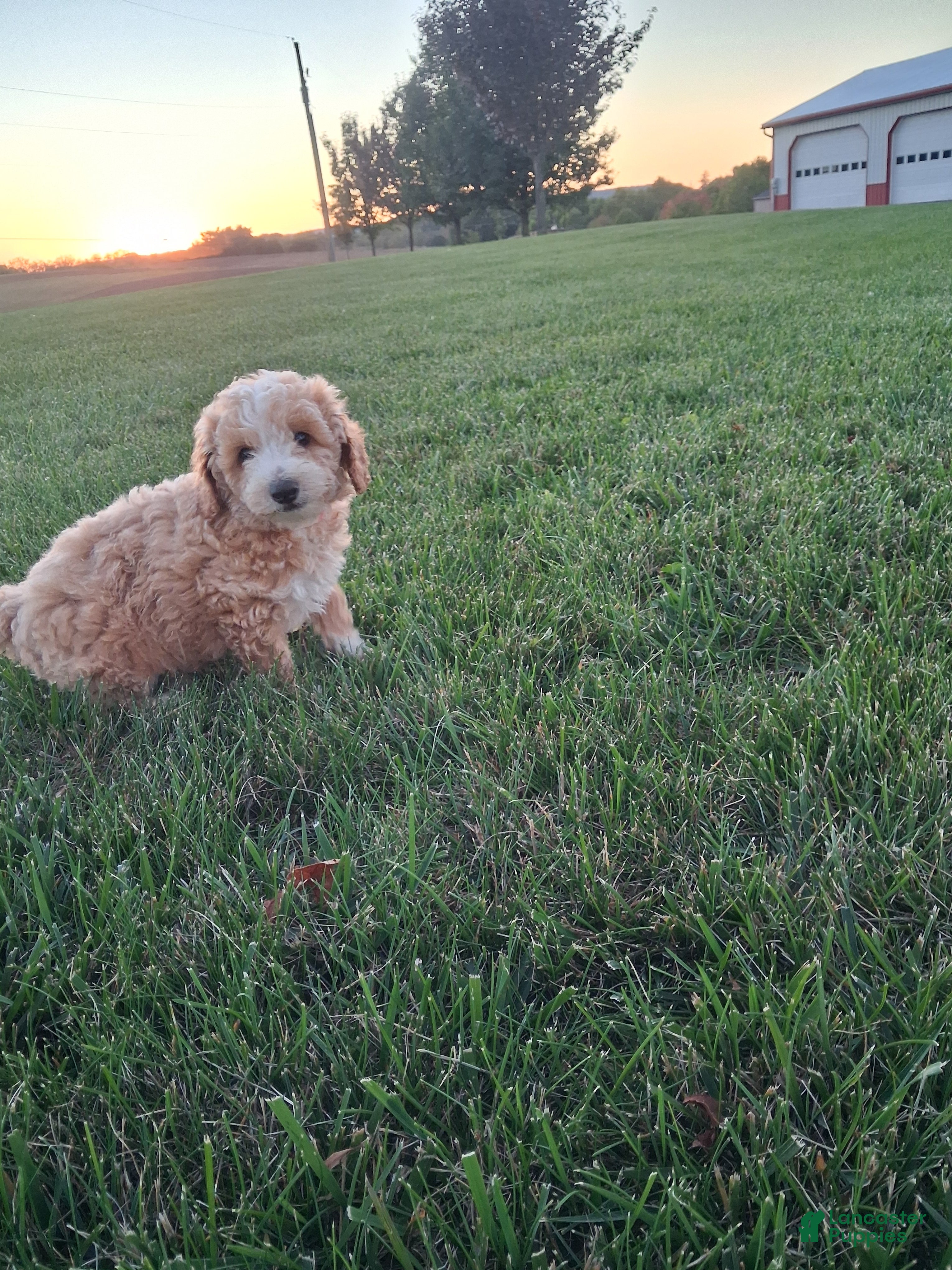 Donny (Miniature Poodle, Male) in Lykens, PA