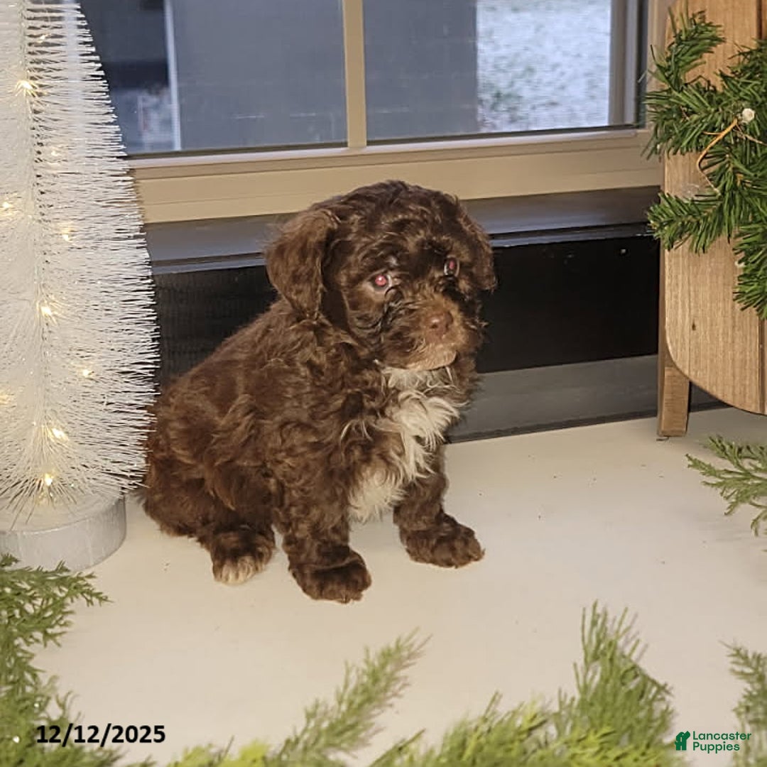 Mixed Breed dogs for sale: Chase - Ad 1