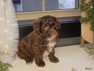 Mixed Breed dogs Chase - Ad 9