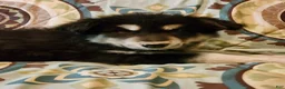 Alaskan Malamute dogs for sale: Alaskan Malamute Puppy 2 - Ad 6