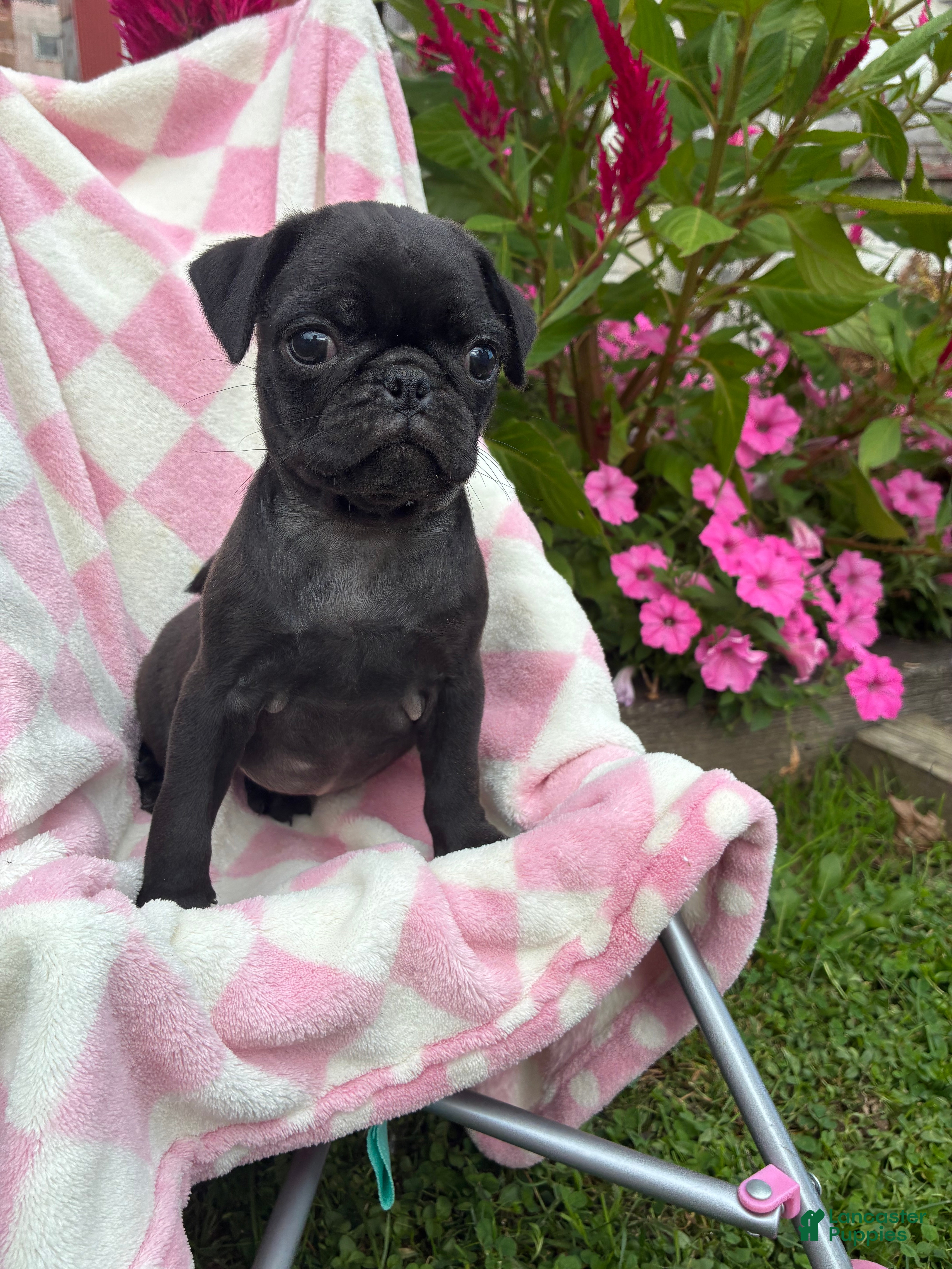 Pug dogs Millie - Ad 2