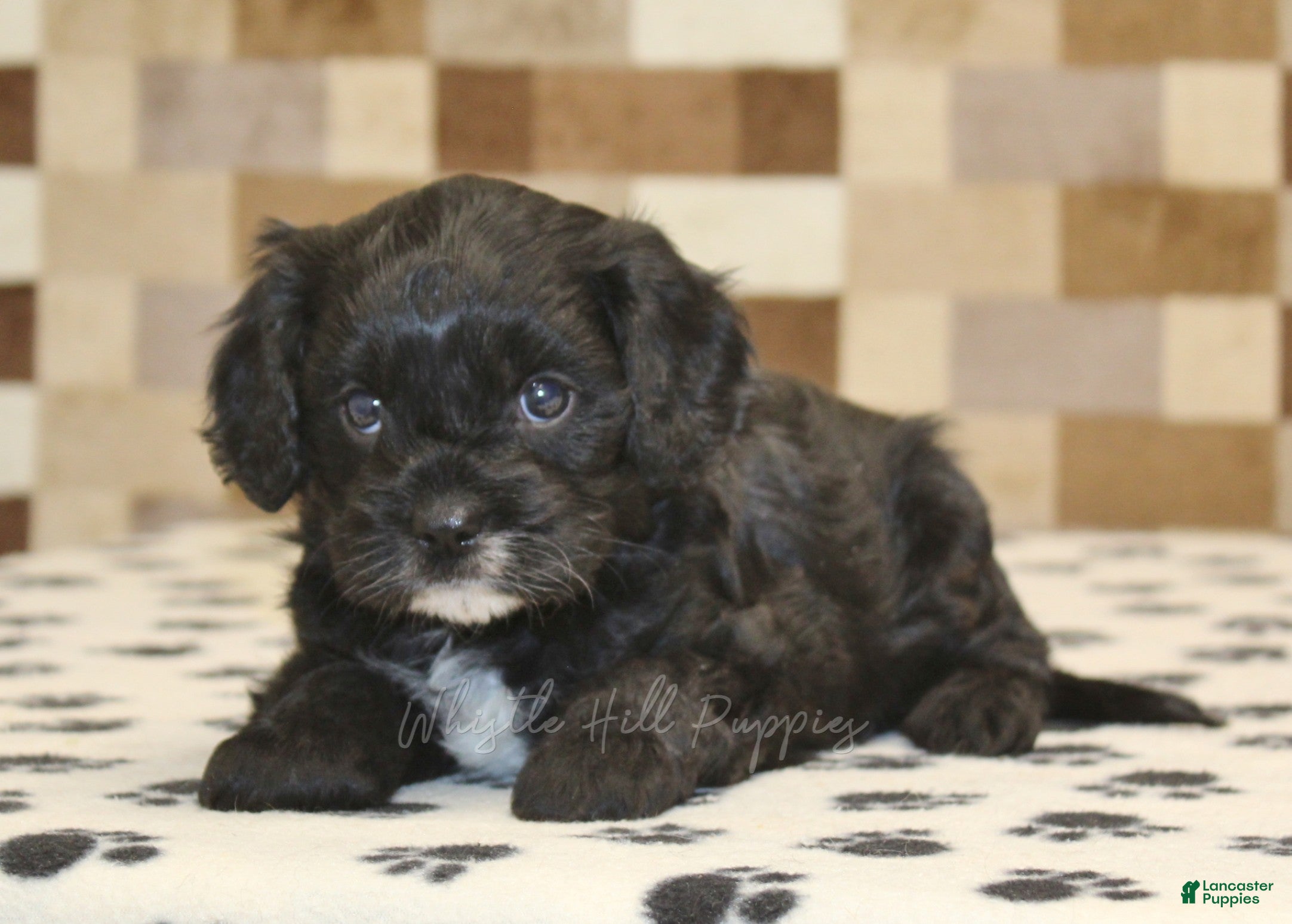 Cavapoo dogs Violet - Ad 2