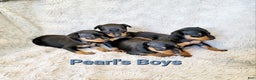 Miniature Pinscher dogs for sale: Pat  - Ad 3