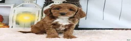 Mini Goldendoodle dogs for sale: Fluffy - Ad 3