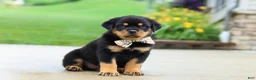 Rottweiler dogs for sale: Diesel - Ad 4