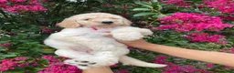 Goldendoodle dogs for sale: Lily - Ad 4