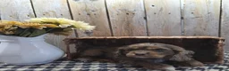 Cocker Spaniel dogs for sale: Lady - Ad 5