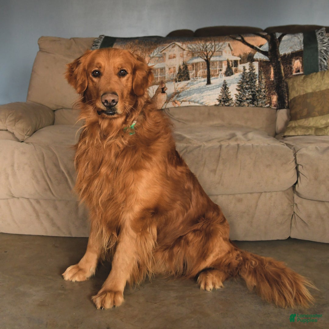 Golden Retriever dogs for sale: Cindy - Ad 4