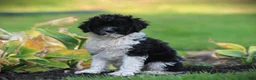 Cockapoo dogs for sale: Tuxie - Ad 6