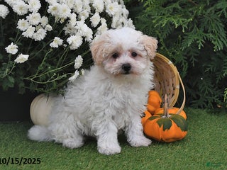 Maltipoo dogs - Ad 35