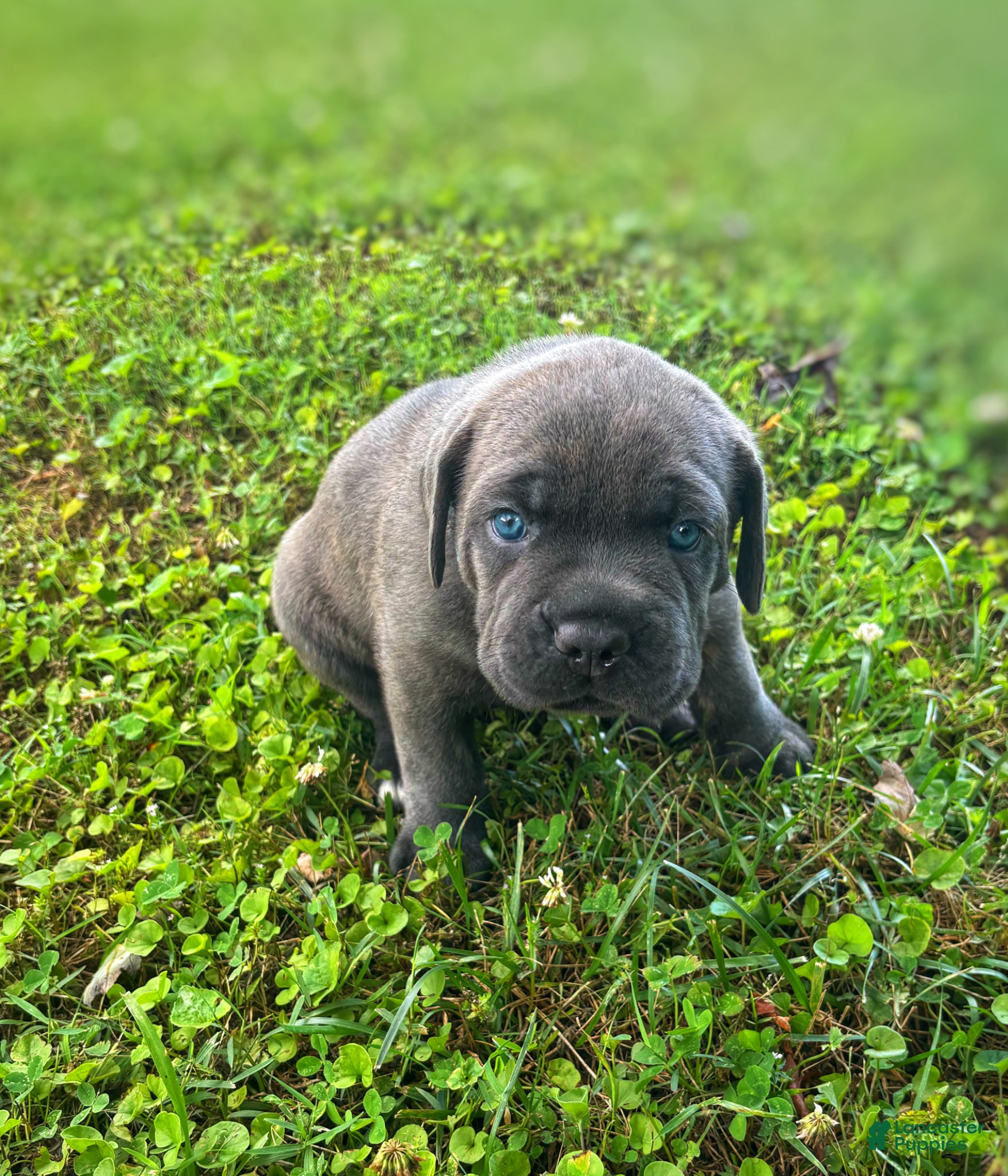 Cane Corso dogs Cane Corso Puppy 1 - Ad 37