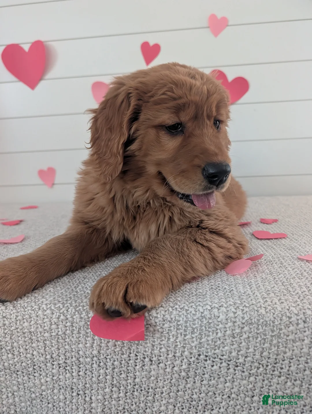 Golden Retriever dogs for sale: Goldie - Ad 10