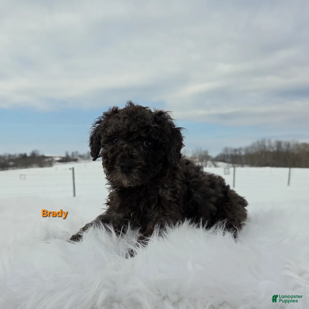 Miniature Poodle dogs for sale: Brady - Ad 7