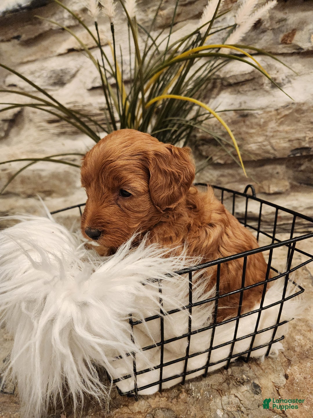 Mini Goldendoodle dogs for sale: JADE - MINI GOLDENDOODLE LOVELY PUPPY (RICHLAND, PA) - F1BB - Ad 6