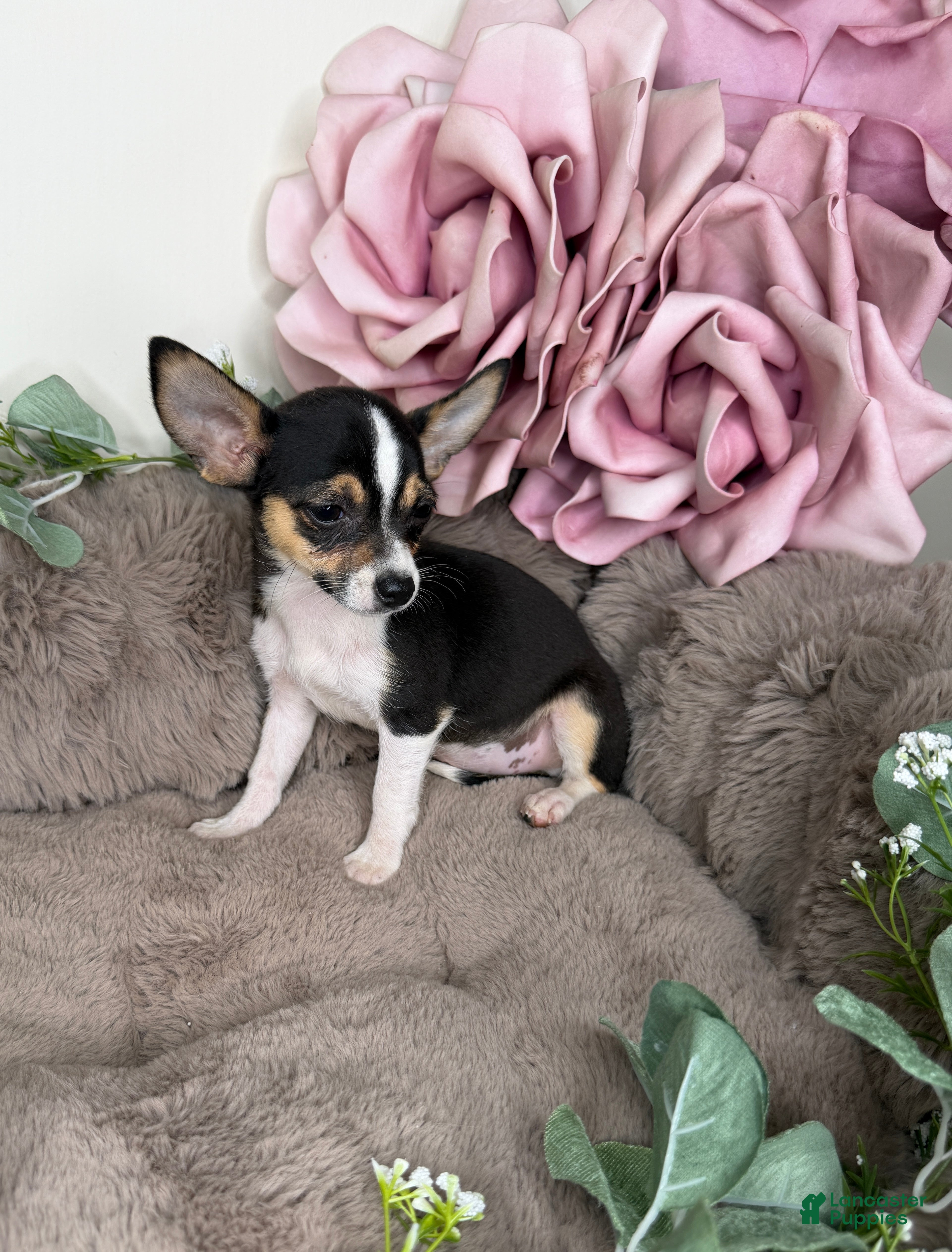 Chihuahua dogs “Gigi” Female Chihuahua - Ad 15