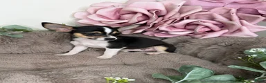 “Gigi” Female Chihuahua