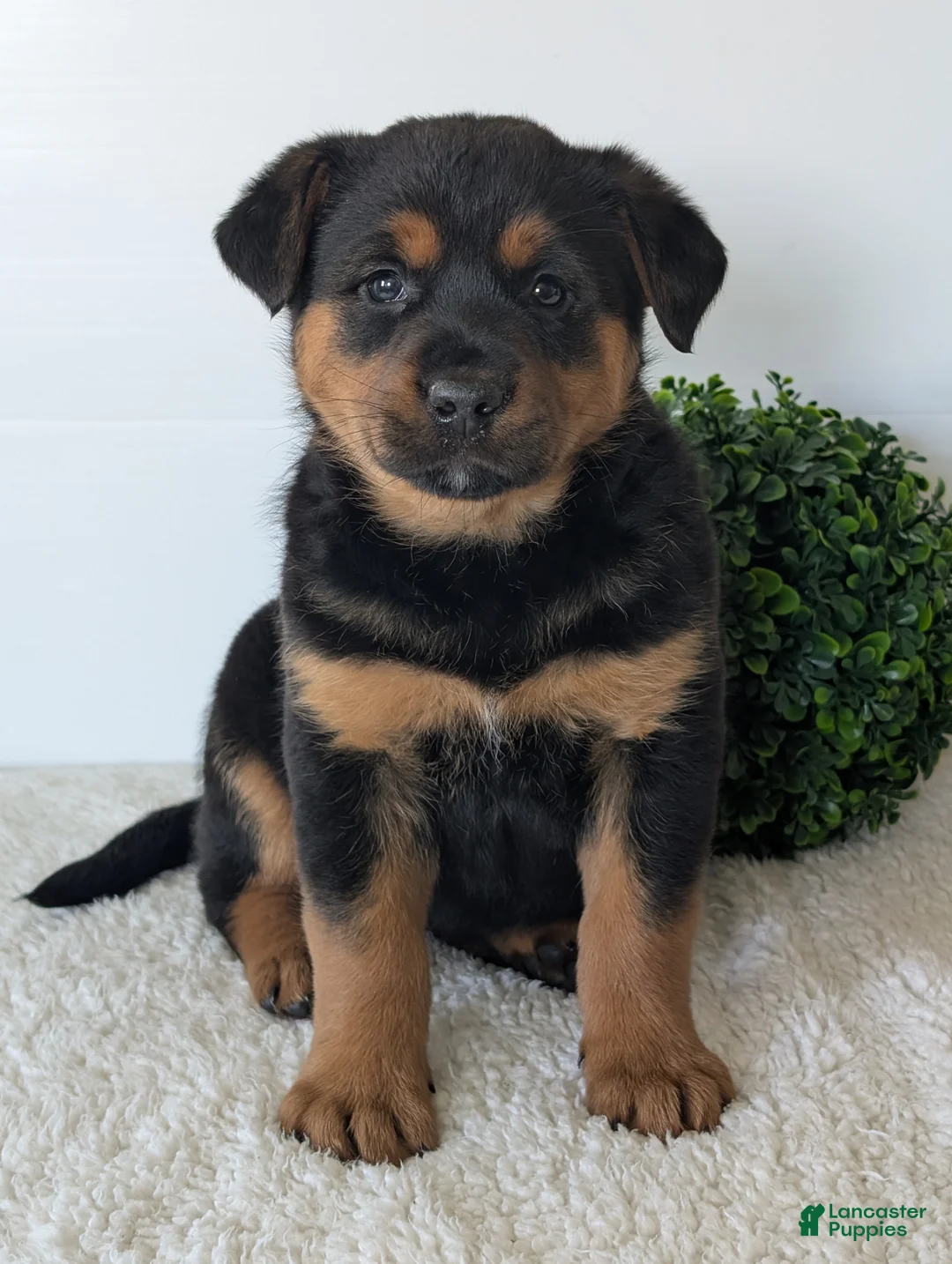 Mixed Breed dogs for sale: Marley - Ad 2