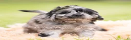 Cavapoo dogs for sale: Max F1 - Ad 4