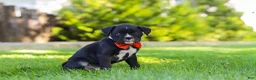 Boxer dogs for sale: Jax - Ad 2