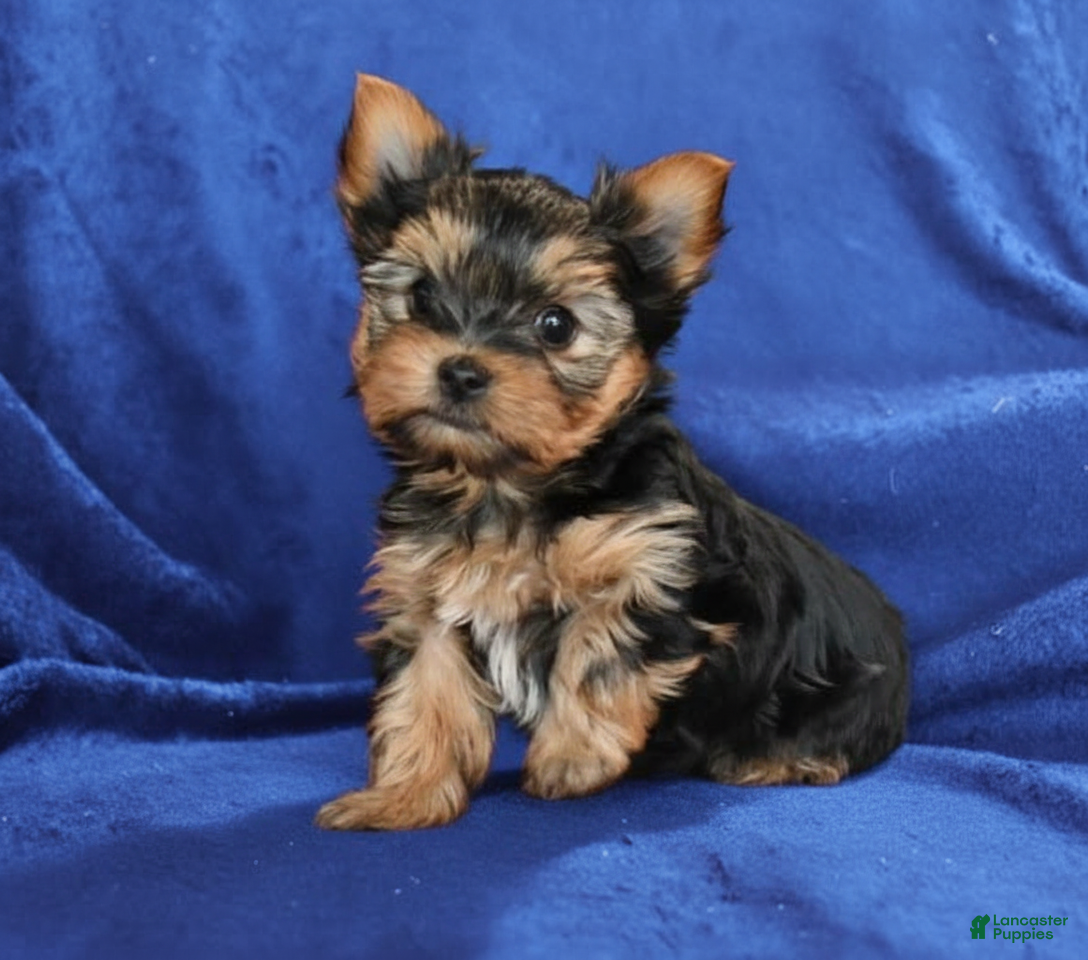 Yorkshire Terrier dogs Johnny-🐾 Adorable Teacup Yorkie- POTTY TRAINED - Ad 32