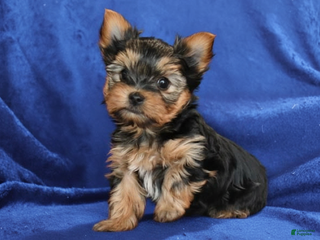 Yorkshire Terrier dogs Johnny-🐾 Adorable Teacup Yorkie- POTTY TRAINED - Ad 33