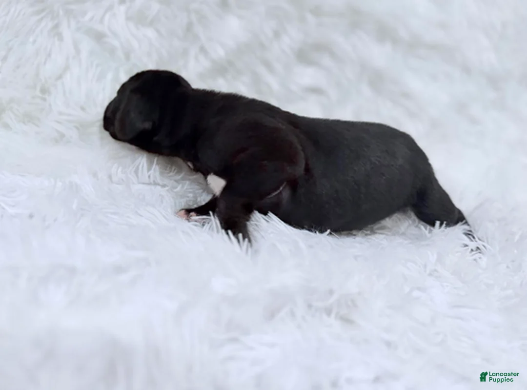 Great Dane dogs for sale: Luna Lovegood - Ad 3