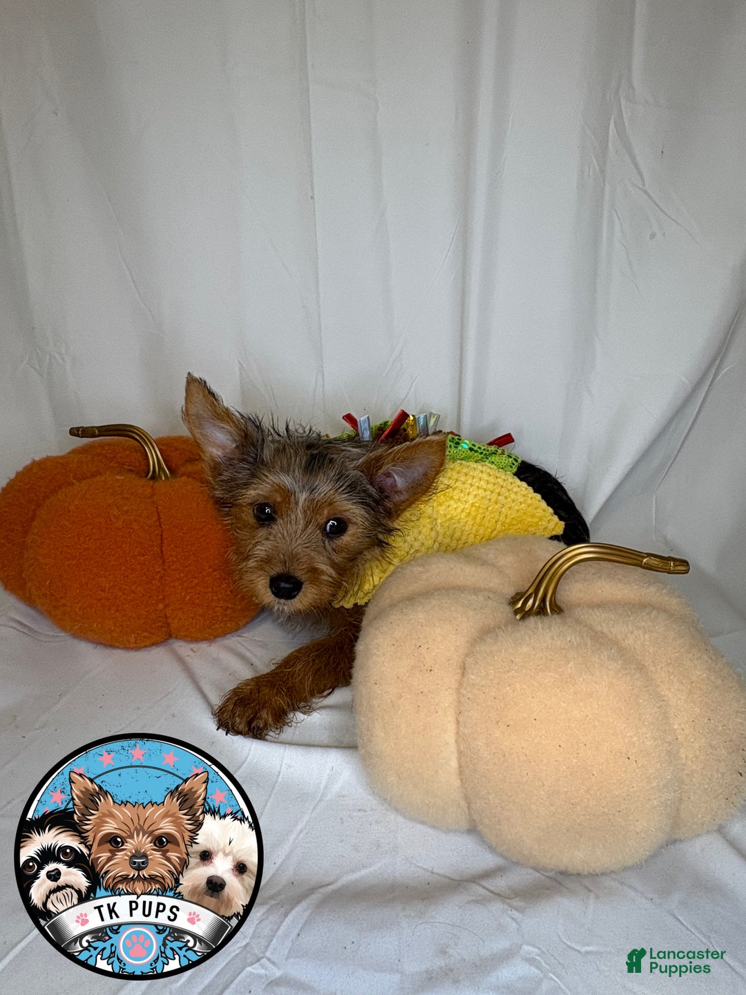 Yorkshire Terrier dogs for sale: Yorkshire Terrier Puppy 2 - Ad 4