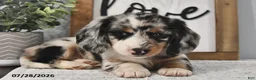 Miniature Dachshund dogs for sale: Kelsey - Ad 4