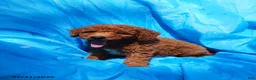 Mini Goldendoodle dogs for sale: Aaron - Ad 2