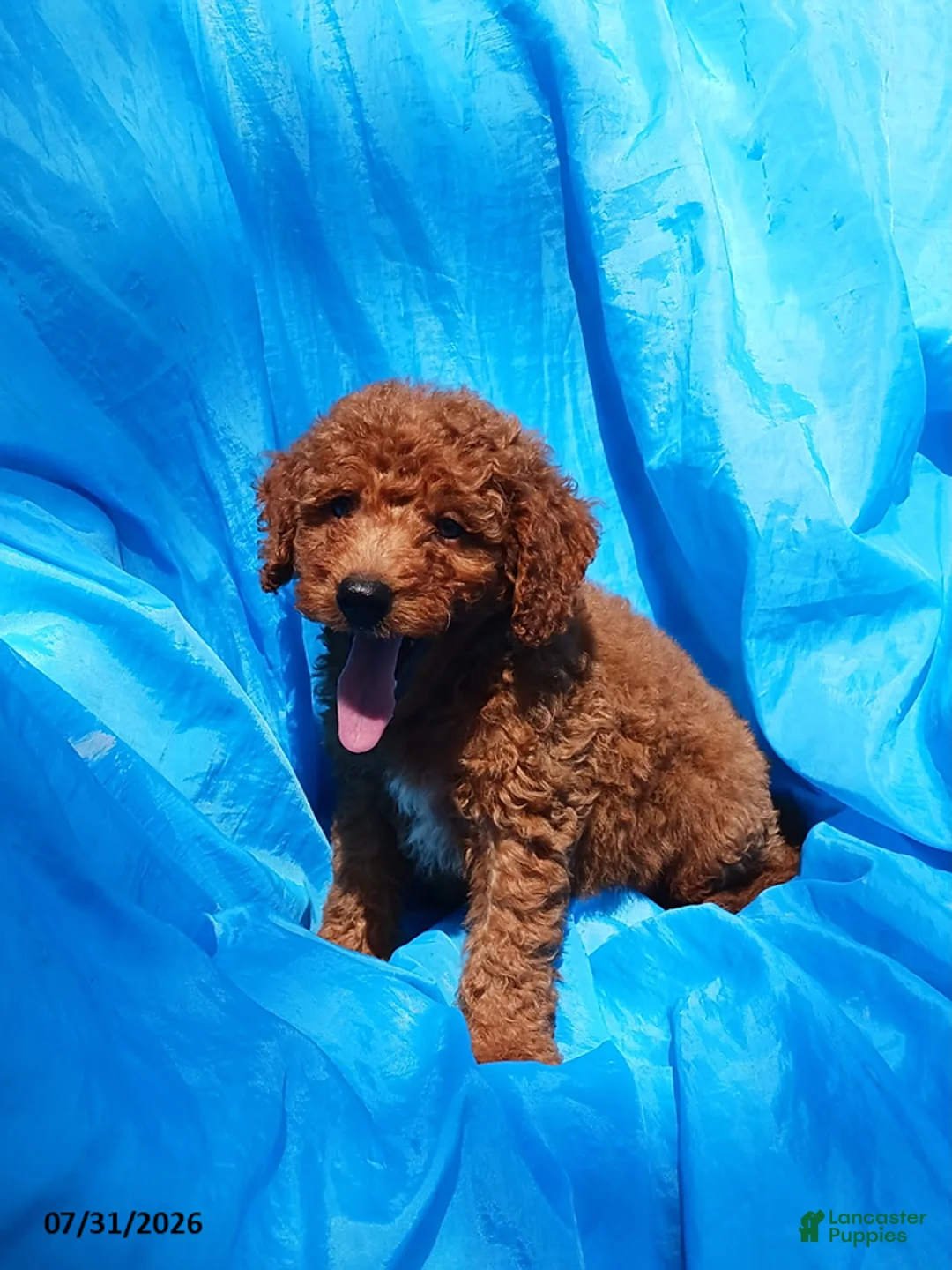 Mini Goldendoodle dogs for sale: Aaron - Ad 2