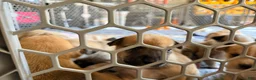 Mixed Breed dogs for sale: Pitsky male - Ad 25