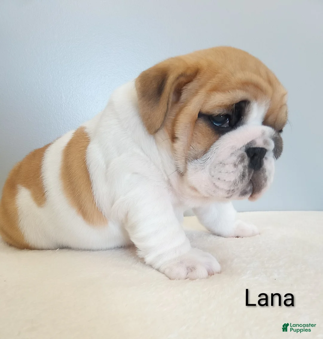 English Bulldog dogs for sale: Lana - Ad 6