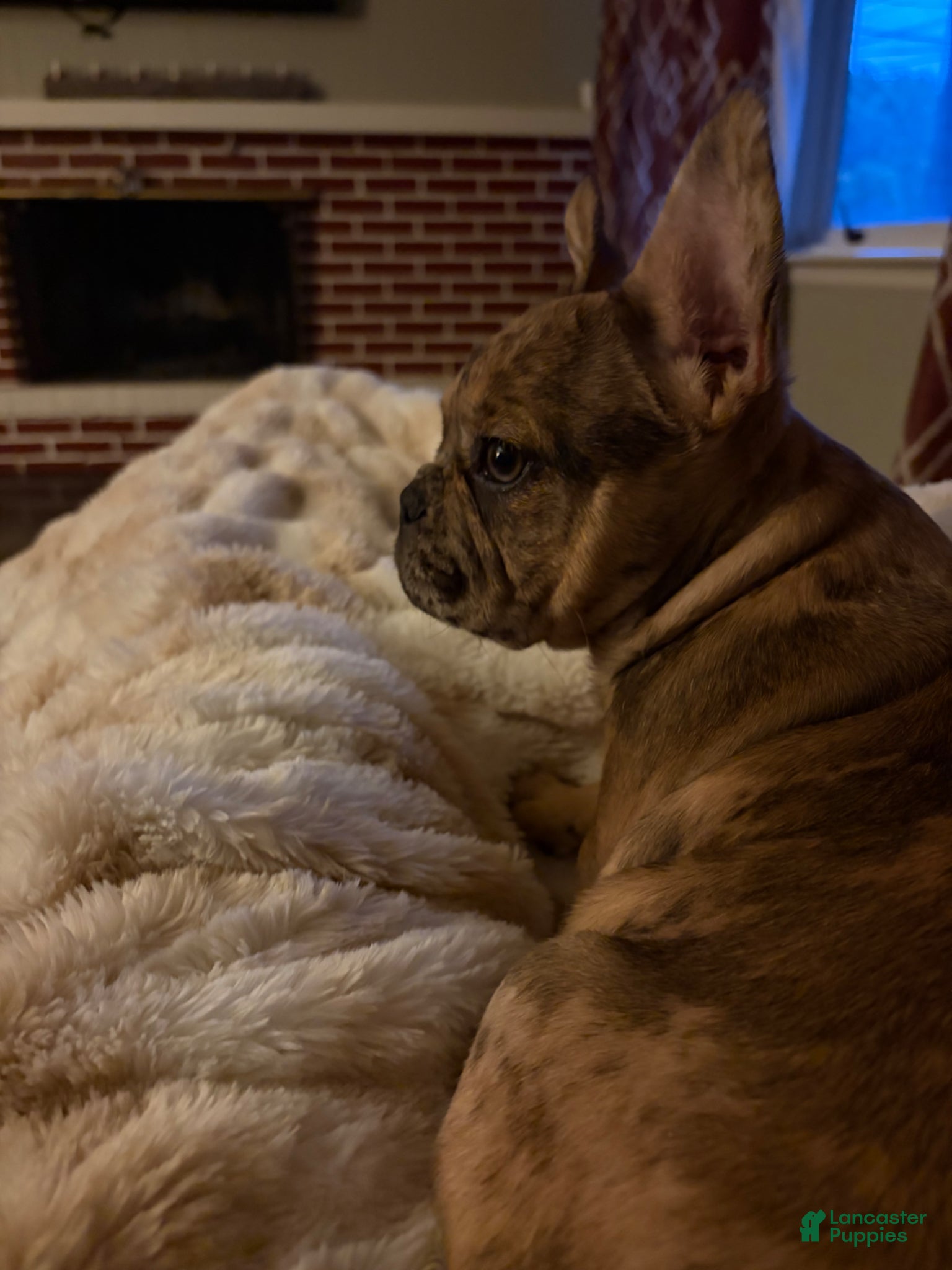 French Bulldog dogs Mocha Latte  - Ad 2