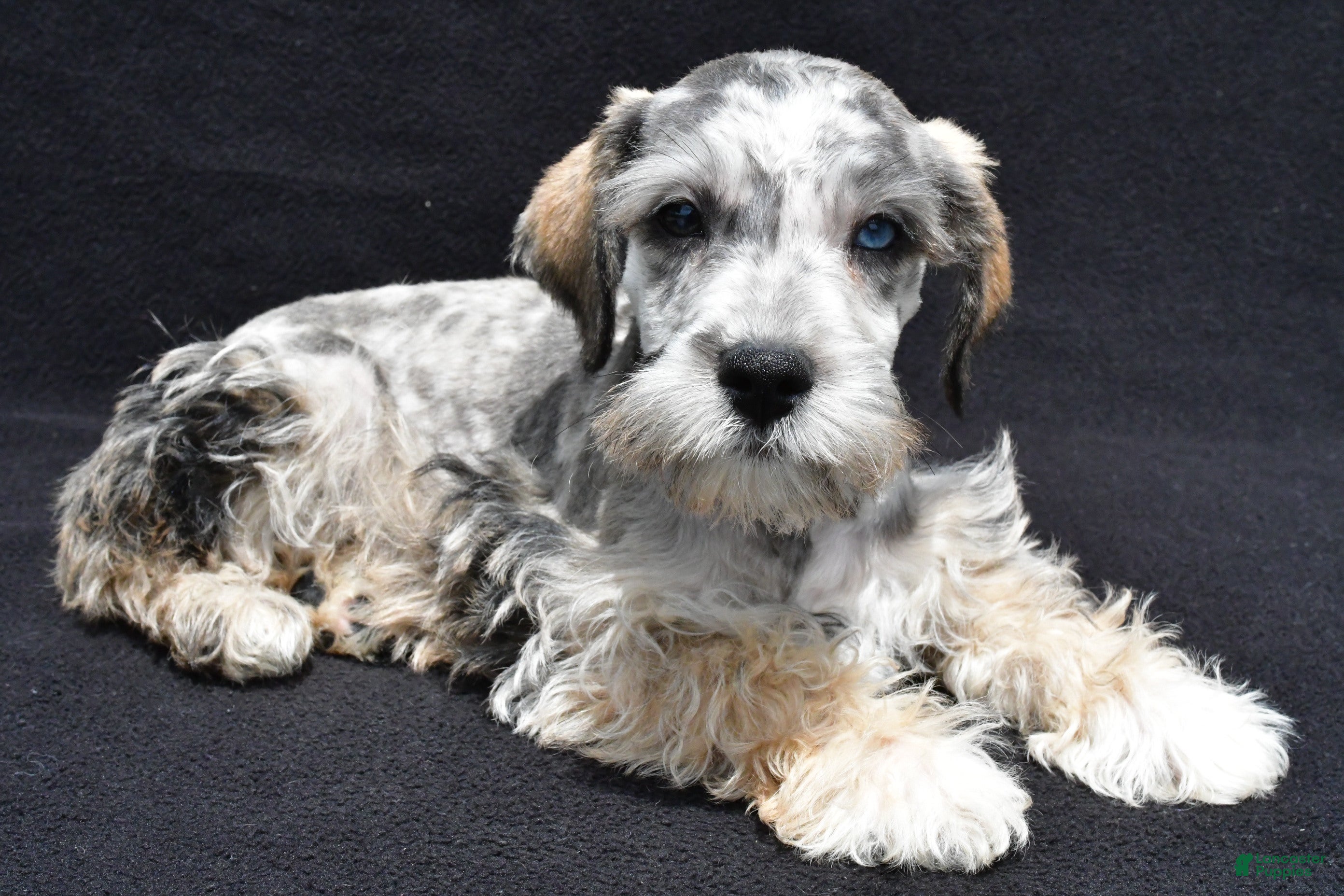 Schnoodle dogs Echo - Ad 1