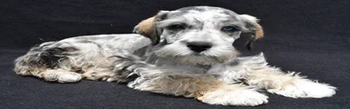 Echo
