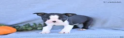 Boston Terrier dogs for sale: Cassie - Ad 4