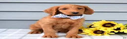 Labradoodle dogs for sale: Cooper  - Ad 3
