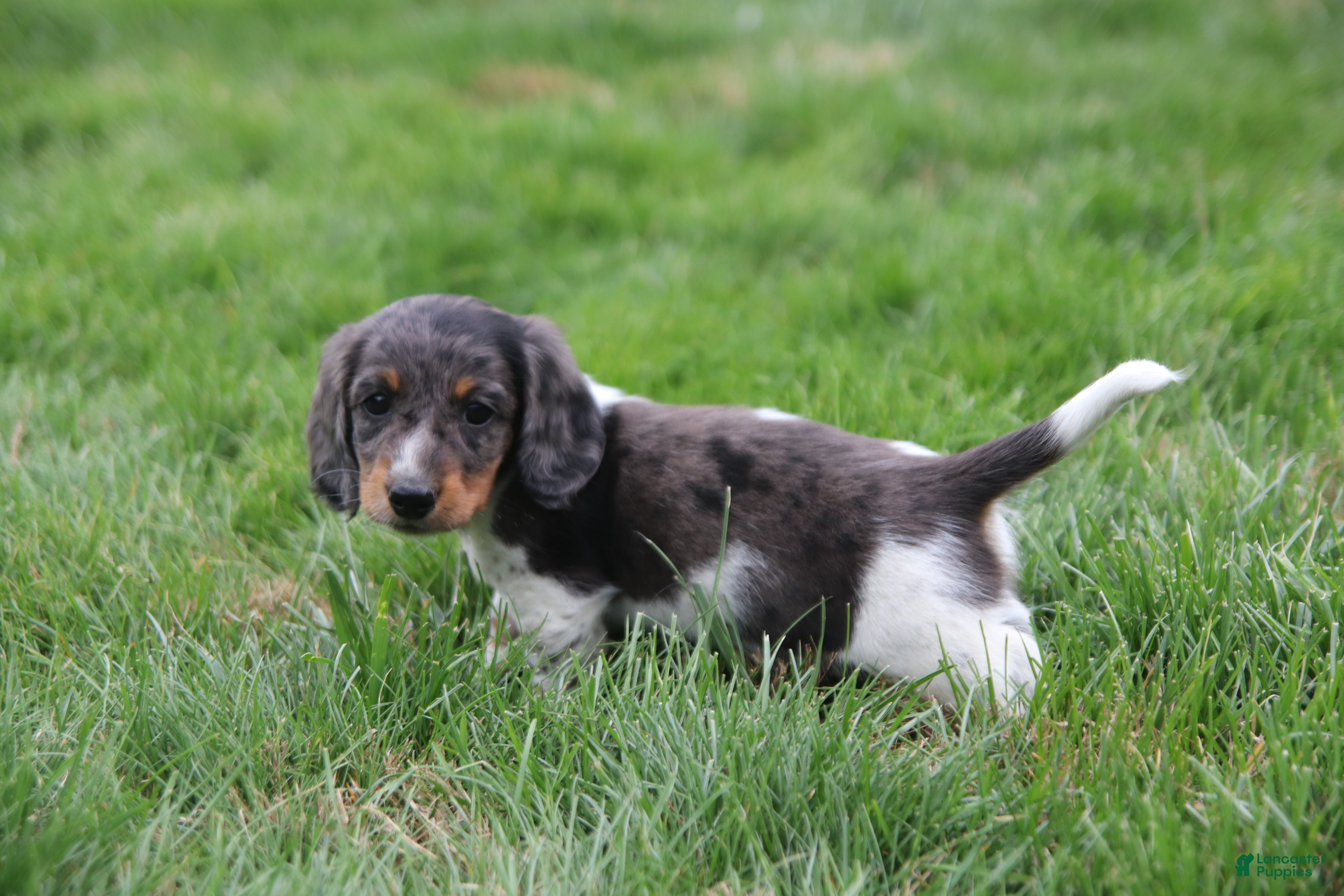 Miniature Dachshund dogs Milo - Ad 1