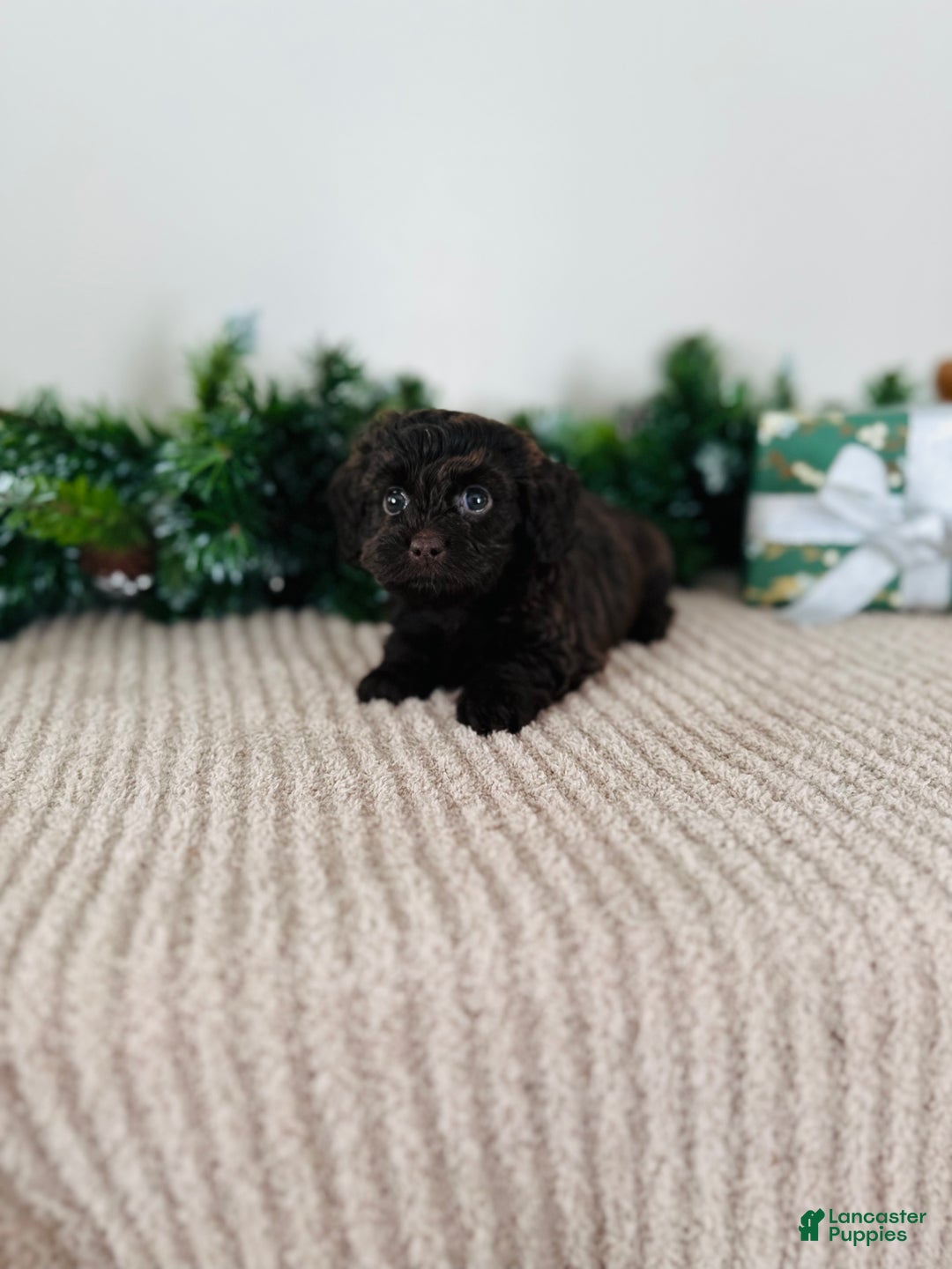 Mixed Breed dogs for sale: Crystal  - Ad 10