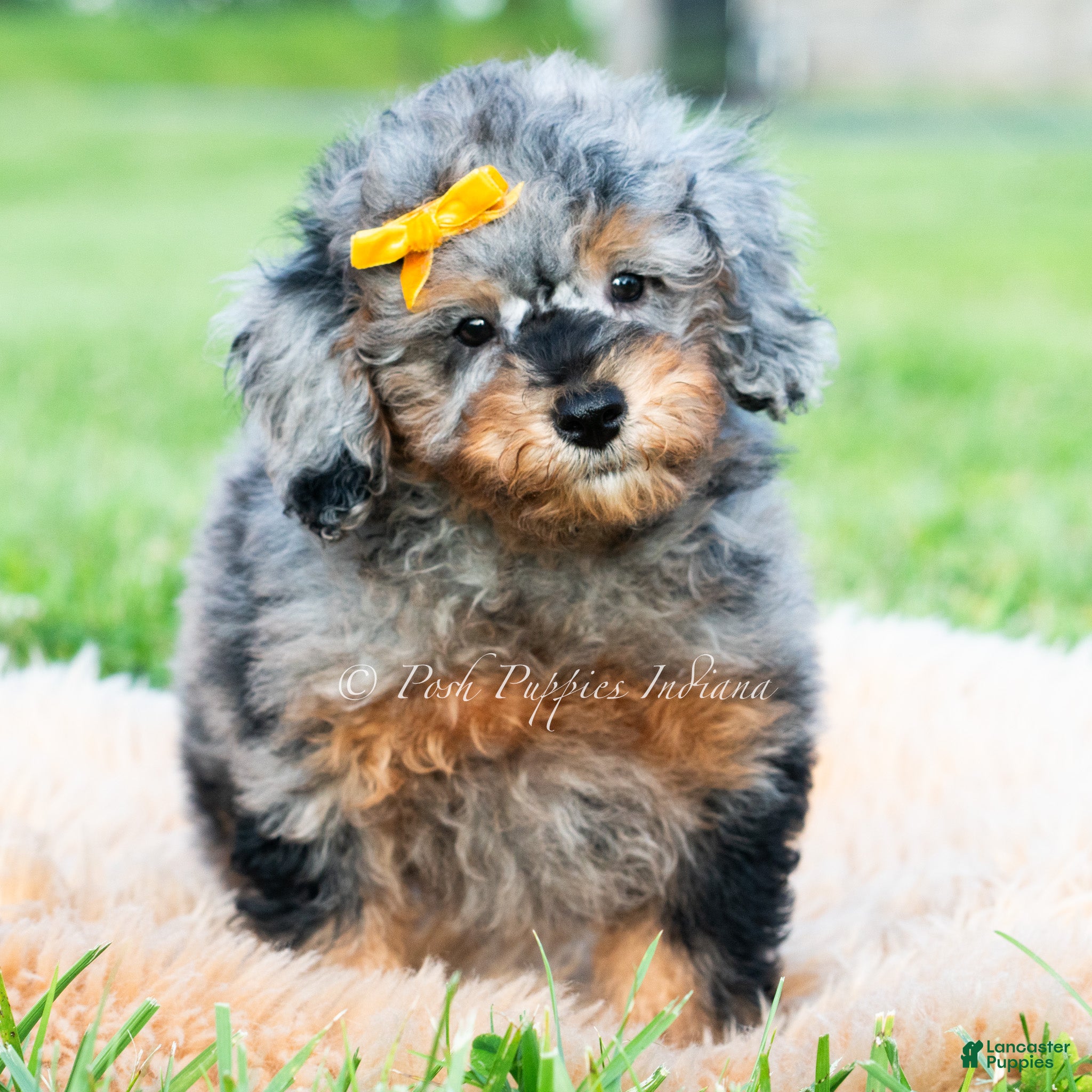 Toy Poodle dogs Astro - Ad 11