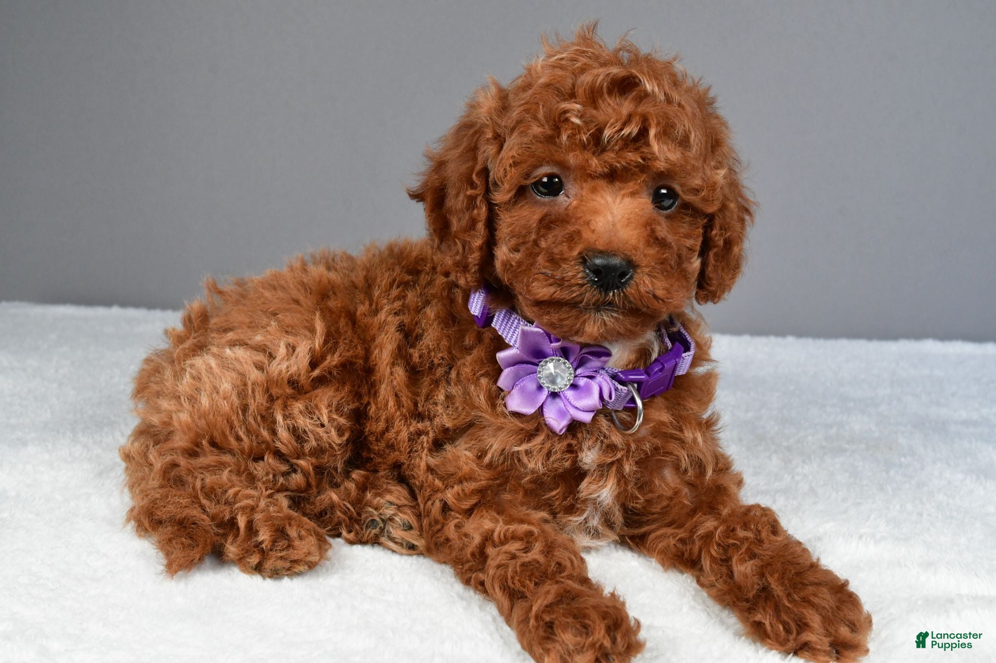 Miniature Poodle dogs Clover - Ad 2