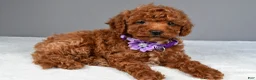 Miniature Poodle dogs for sale: Clover - Ad 2