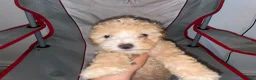 Double Doodle dogs for sale: Double Doodle 3 - Ad 10