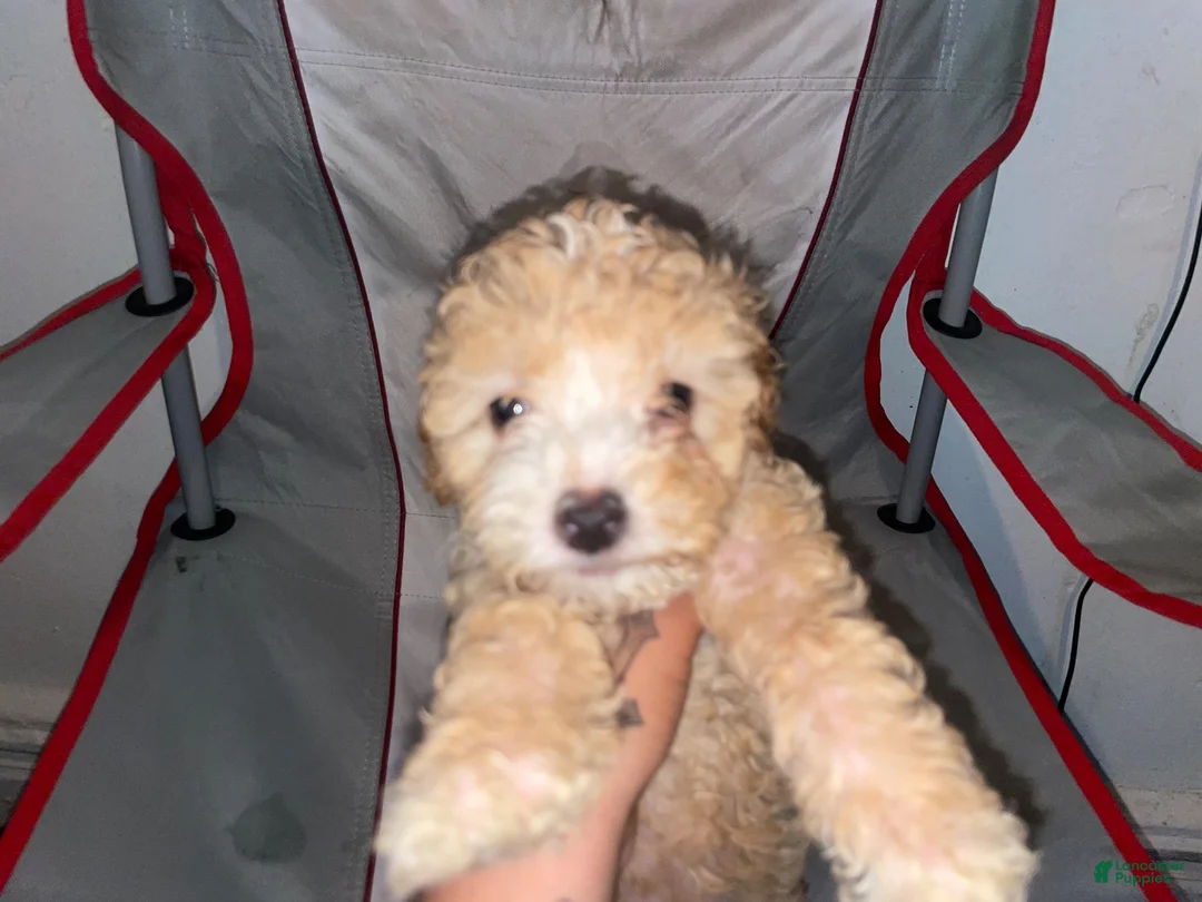 Double Doodle dogs for sale: Double Doodle 3 - Ad 10